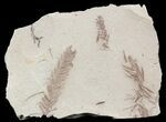 Metasequoia (Dawn Redwood) Fossils - Montana #56857-1
